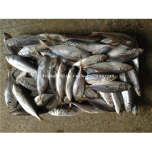 Frozen Big Eye Scard Fish (Japanese jack mackerel)